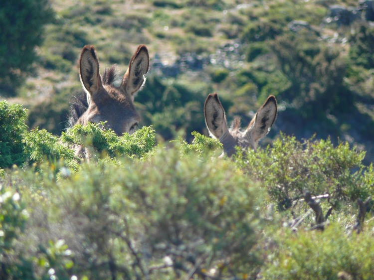 2009_sardinien_198.JPG