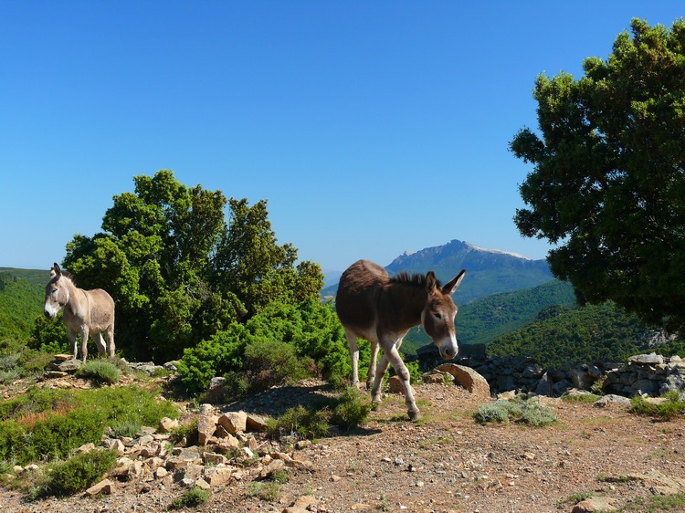 2009_sardinien_199.JPG