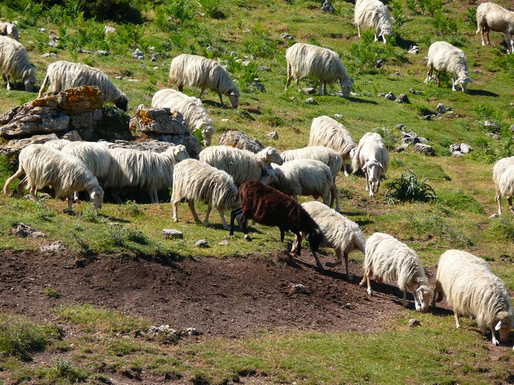 2009_sardinien_206.JPG