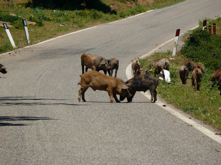 2009_sardinien_223.JPG