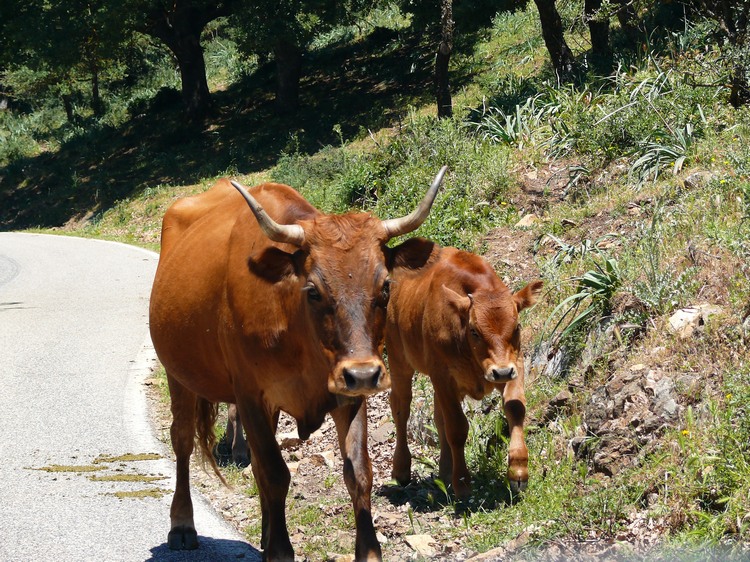 2009_sardinien_225.JPG