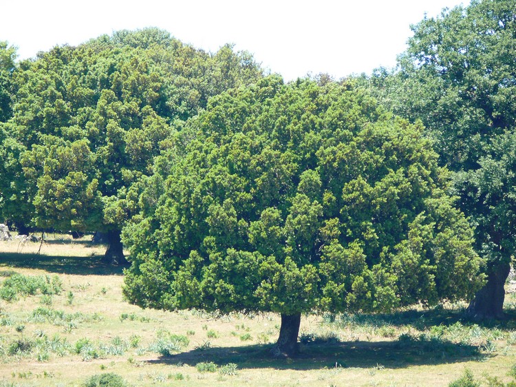 2009_sardinien_228.JPG