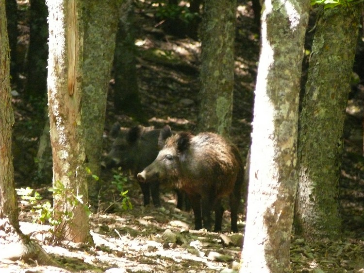 2009_sardinien_265.JPG