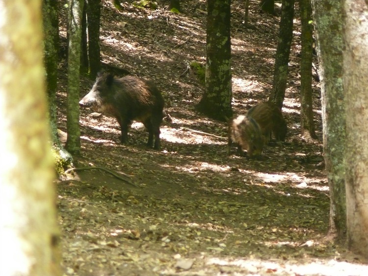 2009_sardinien_266.JPG