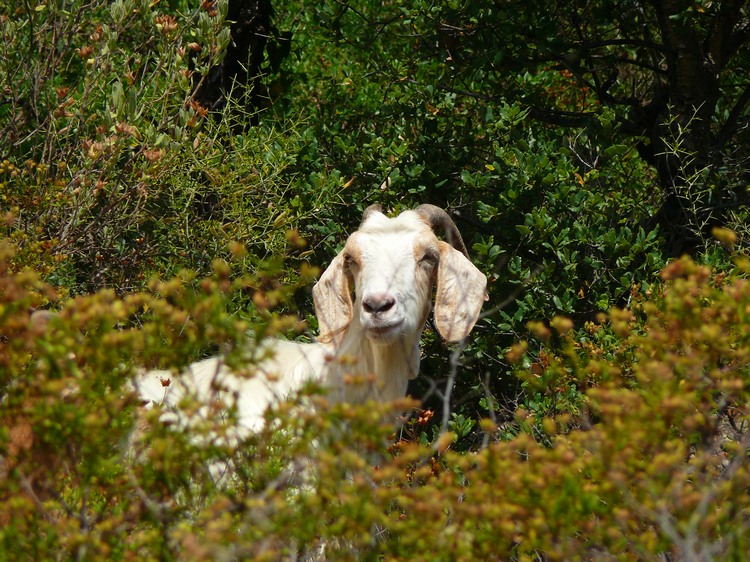 2009_sardinien_347.JPG