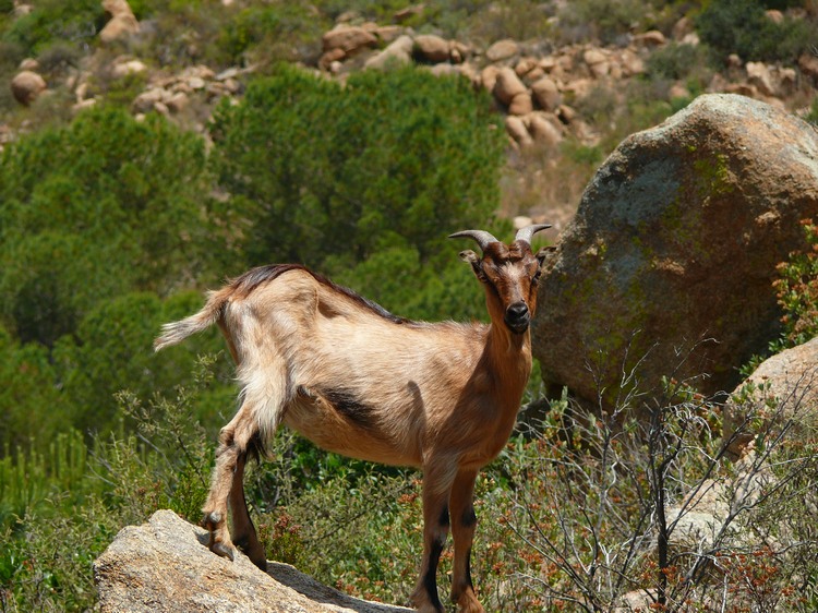 2009_sardinien_349.JPG