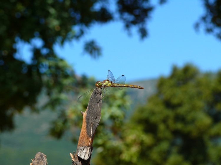 2009_sardinien_364.JPG