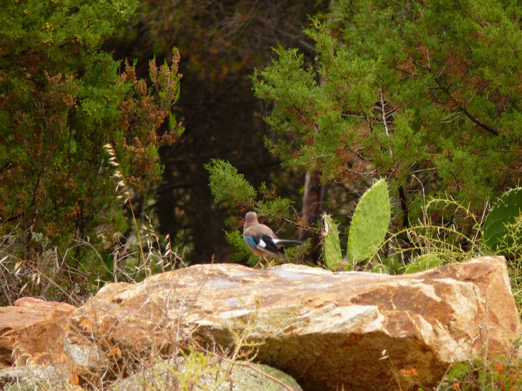 2009_sardinien_394.JPG