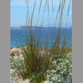 2009_sardinien_067.JPG