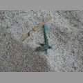 2009_sardinien_151.JPG