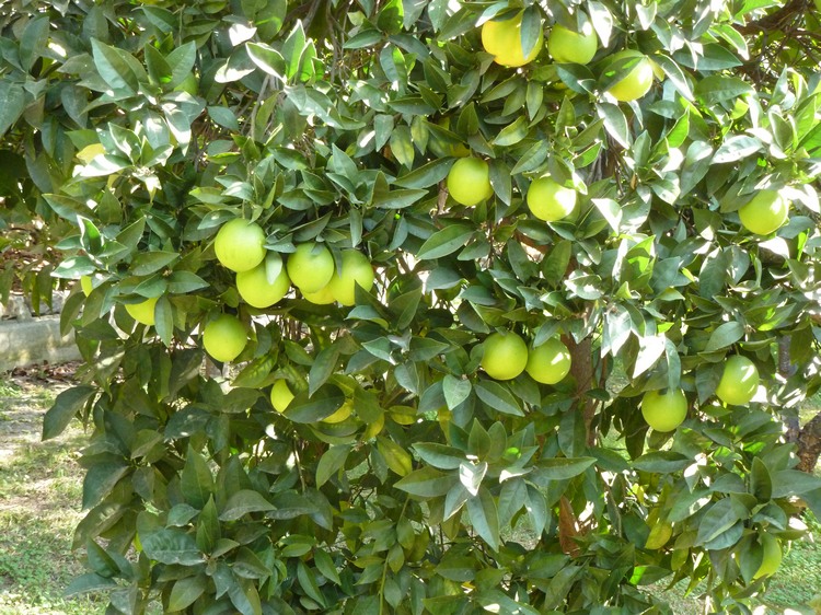 2011_andalusien_291.jpg