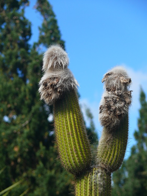 2011_grancanaria_173.jpg