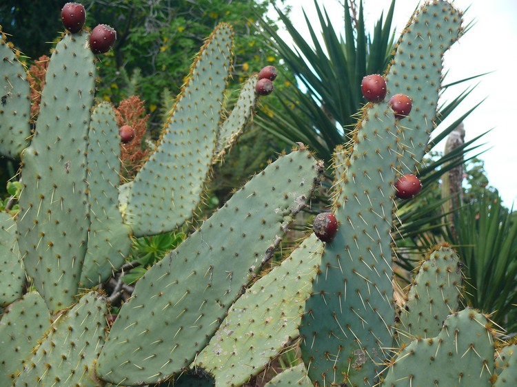 2011_grancanaria_174.jpg