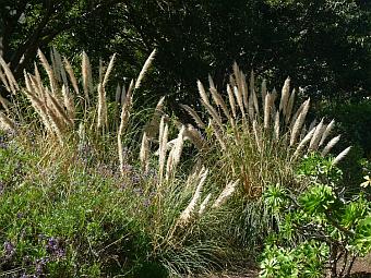 Jardín Canario / Quelle: eigene