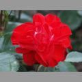 PICT1518.JPG