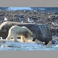 Tagebuch / Bilder Spitzbergen 2017